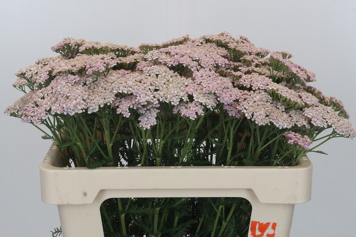 <h4>Achillea Millefolium Lilac Beauty</h4>