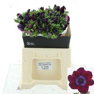 ANEM CO MIS BORDEAUX