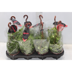 DISCHIDIA C13 VARIADO