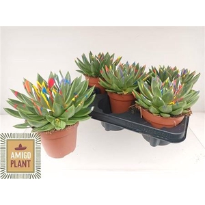 Echeveria 'Miranda'