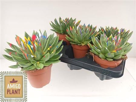 <h4>Echeveria 'Miranda'</h4>