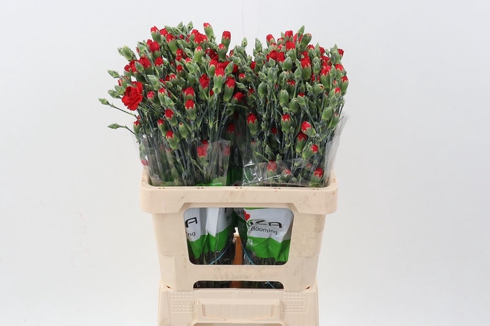 <h4>Dianthus TR 'Zumba'</h4>