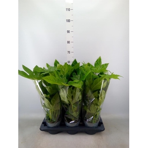 Fatsia japonica   ...