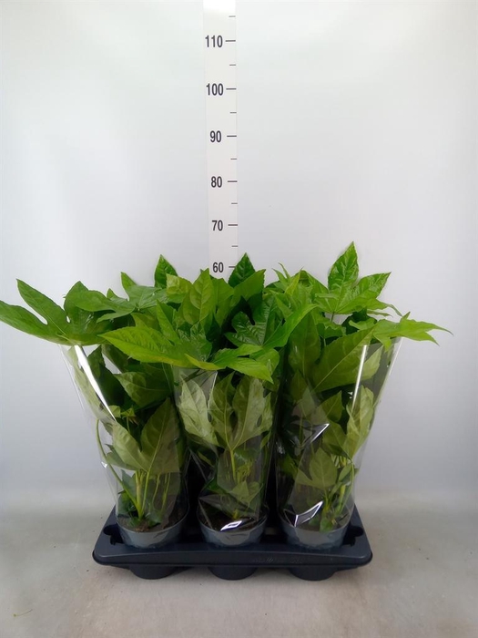 <h4>Fatsia japonica   ...</h4>