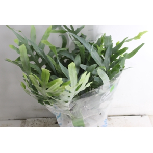 PHLEBODIUM BLUE STAR C21