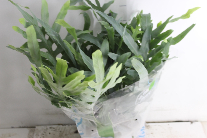 <h4>PHLEBODIUM BLUE STAR C21</h4>