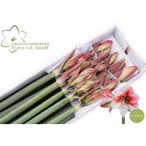 Hipp Ga Showmaster X15