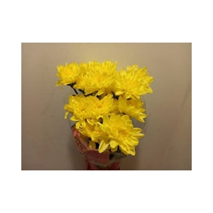 CHR T BALTICA YELLOW