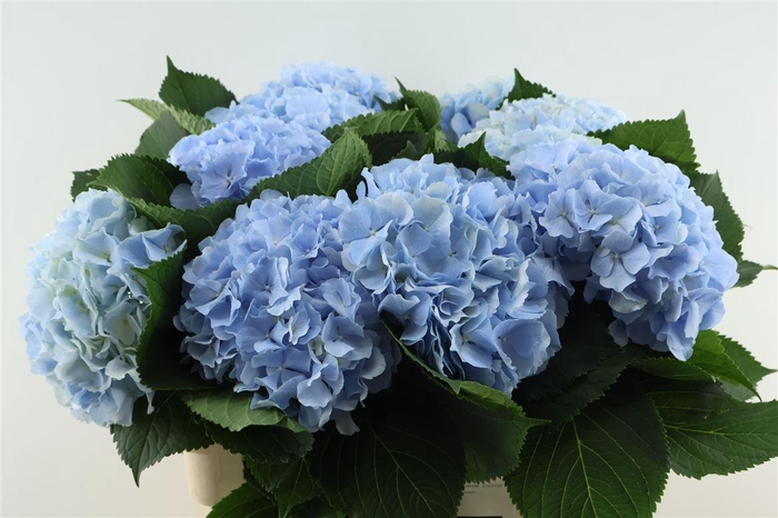 <h4>Hydr M Verena Blue 80-21</h4>