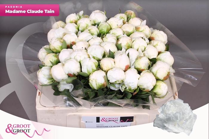 <h4>PAEO L MME CL TAIN</h4>