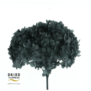 Dried Bleached Hydrangea Anna Black