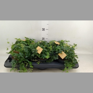 Parthenocissus  'Sugar Vine'