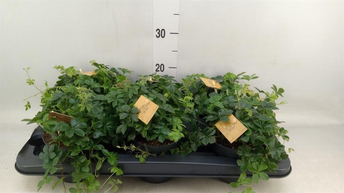 <h4>Parthenocissus 'Sugar Vine'</h4>