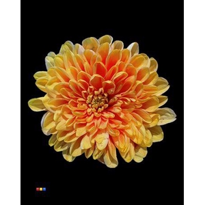 Chr T Altaj Sunshine