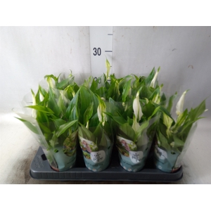Spathiphyllum  'Pearl Cupido'