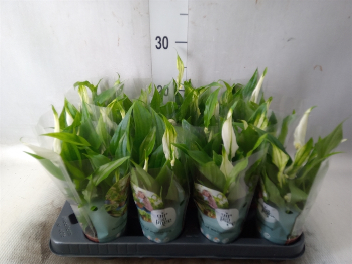 <h4>Spathiphyllum  'Pearl Cupido'</h4>