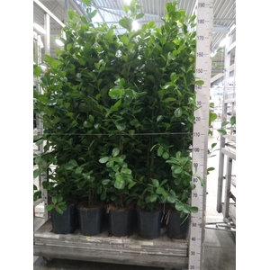 Ficus microcarpa 'Moclame'