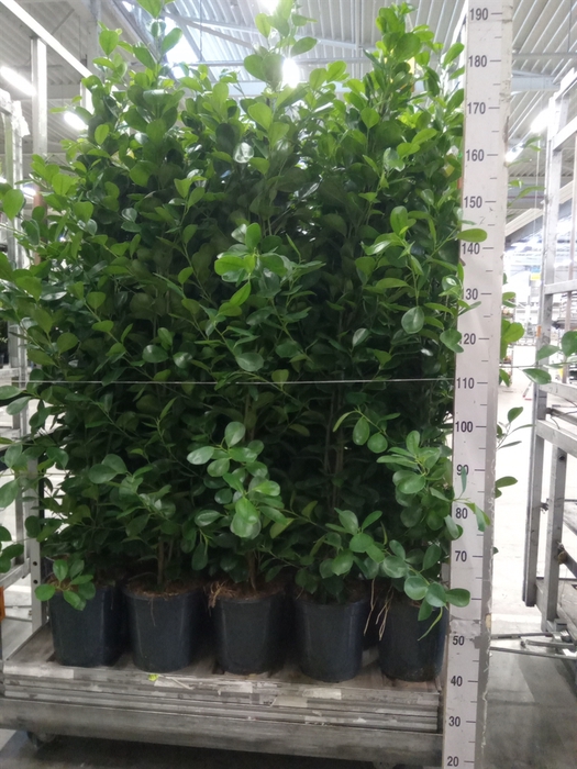 <h4>Ficus microcarpa 'Moclame'</h4>