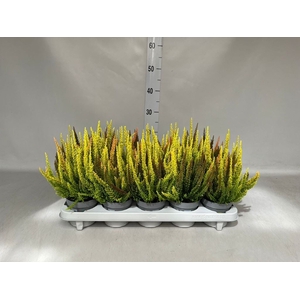 Calluna vulg. 'Skyline'   ...mix 3