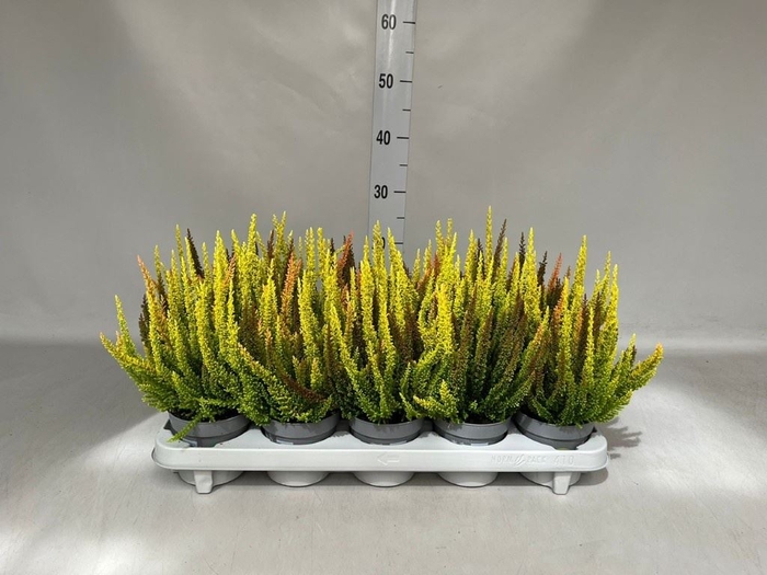<h4>Calluna vulg. 'Skyline'   ...mix 3</h4>