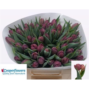 Tu Du Alison Bradley