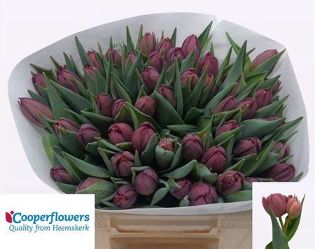 <h4>Tu Du Alison Bradley</h4>