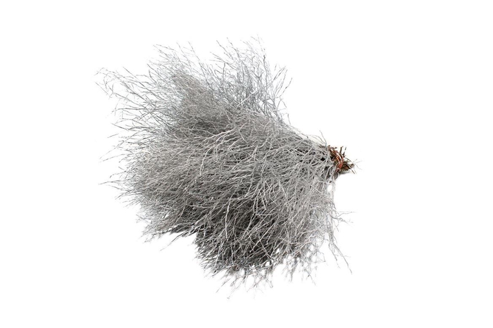 <h4>Heidelbeer Zilver</h4>