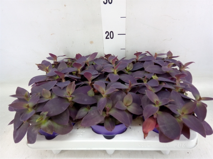 <h4>Tradescantia   ...</h4>