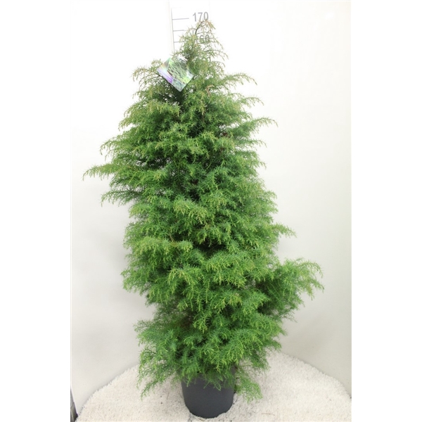 <h4>Cryptomeria japonica 'Elegans' P32 potgekweekt</h4>