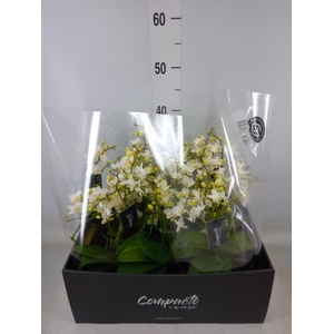 Phalaenopsis multi. 'Cream Punch'