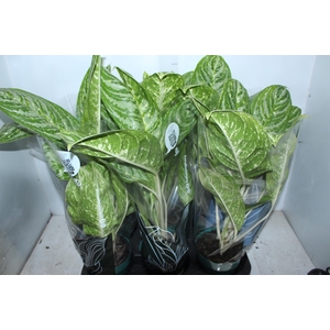 AGLAONEMA BRILLIANT BEAUTY P17
