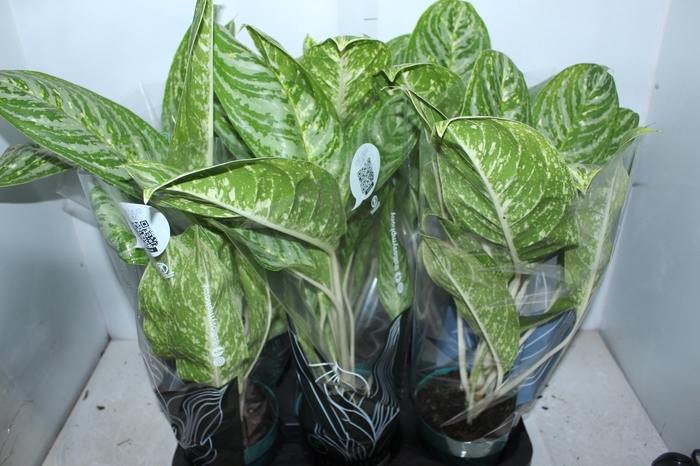 <h4>AGLAONEMA BRILLIANT BEAUTY P17</h4>