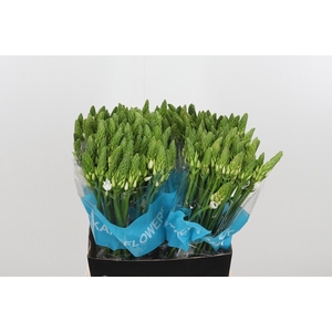 Ornithogalum T Mount Fuji