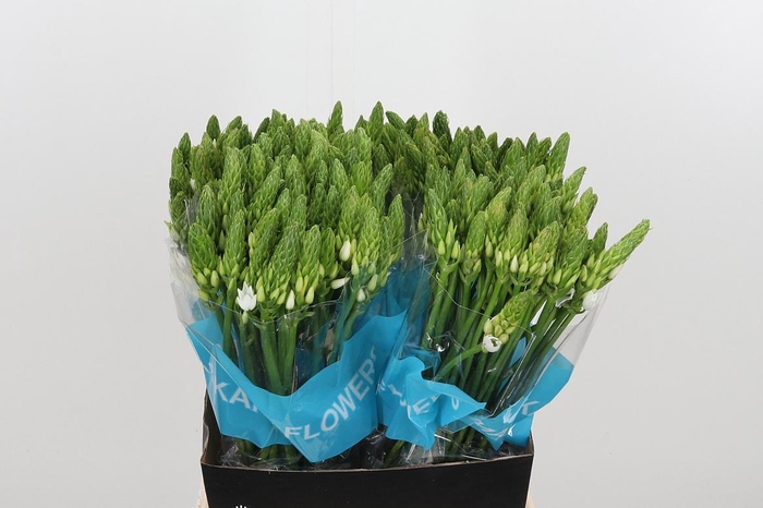 <h4>Ornithogalum T Mount Fuji</h4>
