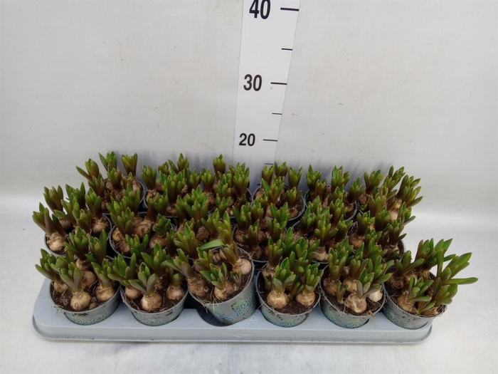 <h4>Muscari 'Mountain Lady'</h4>