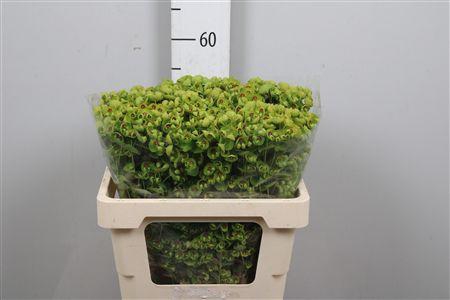 <h4>Euph X Martini</h4>