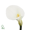 Aethiopica White Dream
