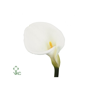 Aethiopica White Dream