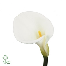 <h4>Aethiopica White Dream</h4>