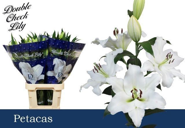 <h4>LI OT PETACAS 3/5</h4>