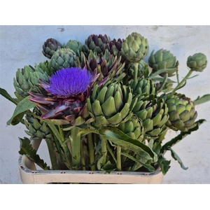 Cynara Sc Green Globe