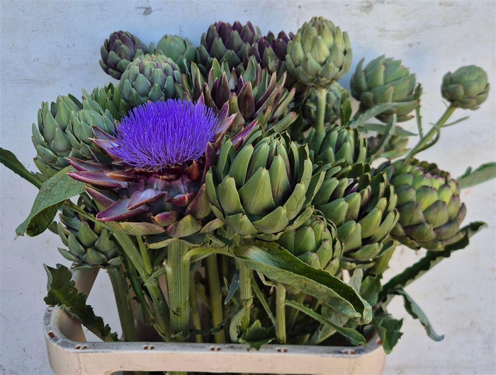 <h4>Cynara Sc Green Globe</h4>