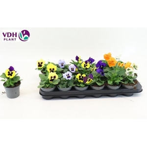 VIO GEM