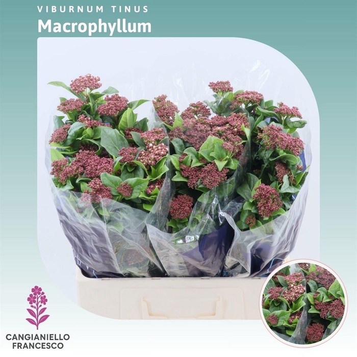 <h4>VIBUR T MACROPHYLLUM</h4>