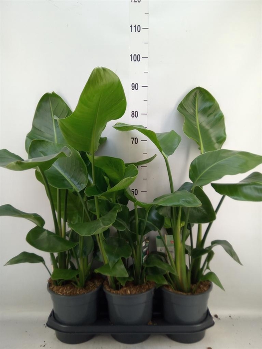 <h4>Strelitzia nicolai</h4>
