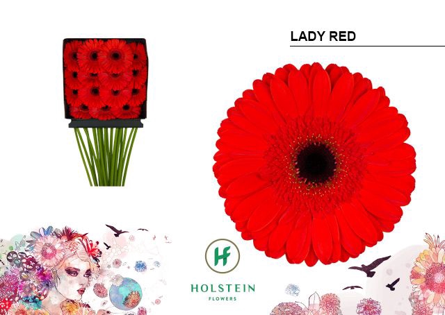 <h4>GE GR LADY RED DIA KAART x30</h4>