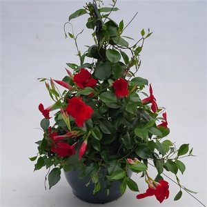 Mandevillea Sundeville' hangpot  p25cm