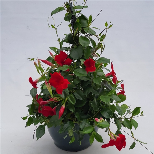 <h4>Mandevillea Sundeville' hangpot p25cm</h4>