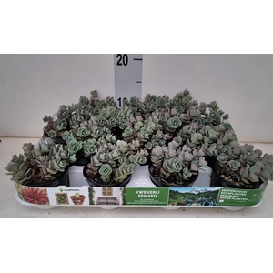 Sedum cauticola 'Lidakense'