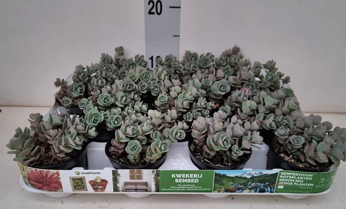 <h4>Sedum cauticola 'Lidakense'</h4>